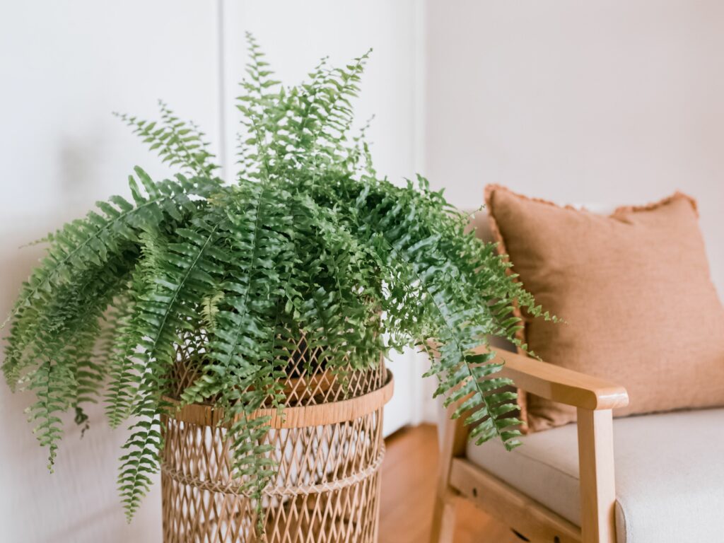 Bosten fern is sitting on a table by the chair.