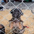 Black puppy in dog kennel