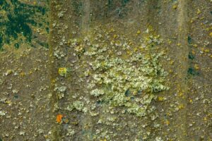 sheet metal with moss on it