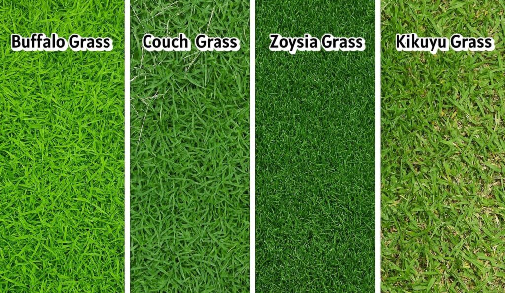An image comparing Buffalo, couch, Zoysia and Kiyuyu grass in a table