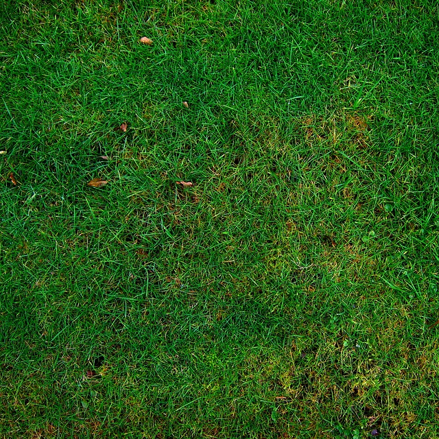 A picture of a lawn