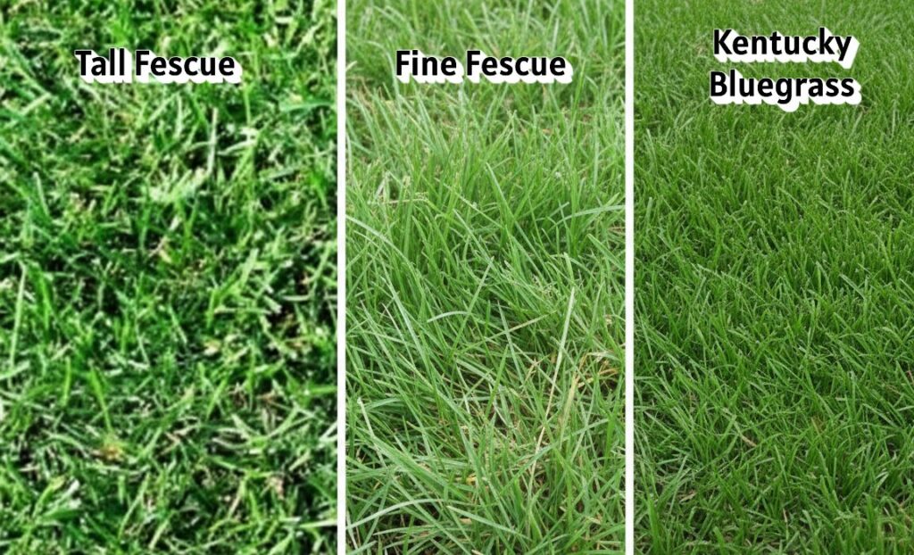 A comparison image of fine and tall fescue and Kentucky bluegrass lawngrass